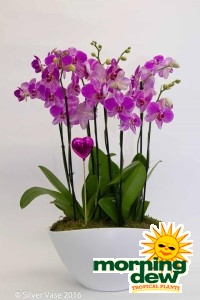Flowering Orchid Phal Eileen Gardens 14 in