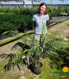 Palm Chamaedorea Hooperiana 10 in