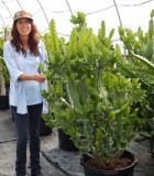 Cactus Euphorbia Lactea 17 in