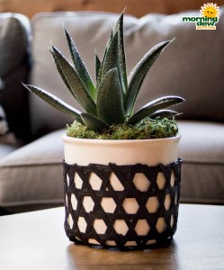LiveTrends Kaare with Succulents 6 in