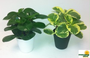 Peperomia Green & Variegated 4 in
