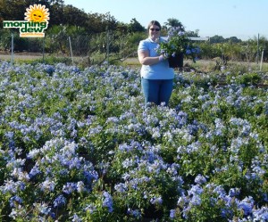 Flowering Plumbago Bush Blue 10 in