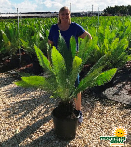 Palm Cycad Dioon Edule 14 in