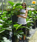 Philodendron Congo 10 in