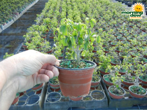 Bonsai Starts Ficus Toolittle 4 in
