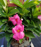 Flowering Mandevilla Pink Dark Bloom