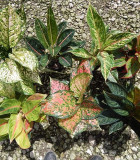 Aglaonema Asstd Colorful Varieties 5 in