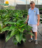 Philodendron Congo 14 in