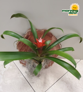 Bromeliad Assorted 6 in