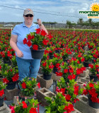 Flowering HB Mandevilla Red Velvet 10 in