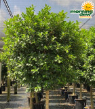 Ficus Moclame