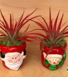 Bromeliad Tillandsia Christmas Planters