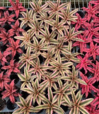 Bromeliad Cryptanthus 2 in
