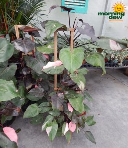 Philodendron Pink Princess 14 in