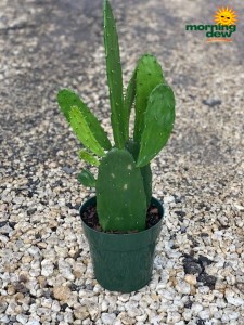 Cactus Opuntia 6 in