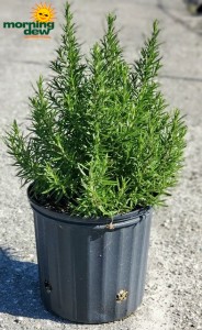 Herbs Rosemary 10 in
