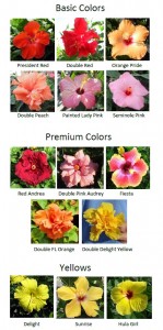 Hibiscus Color Guide