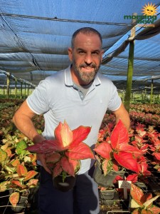 6 in Aglaonema Luck Red