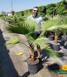 Palm Washingtonia Robusta 17 in