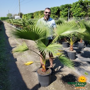 Palm Washingtonia Robusta 17 in