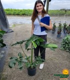 Philodendron Goeldii 10 in