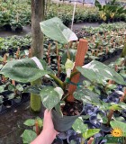 Philodendron White Wizard 6 in