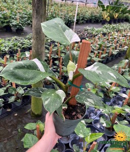 Philodendron White Wizard 6 in
