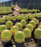 HB Cactus Barrel Varieties 10 in