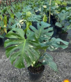 Philodendron Monstera Deliciosa Variegated 10 in