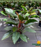 Philodendron Rojo Congo 10 in