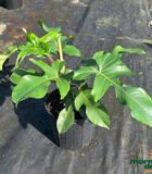 Philodendron Squamiferum 10 in