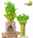 Christmas Ceramic Lucky Bamboo 4.5 in