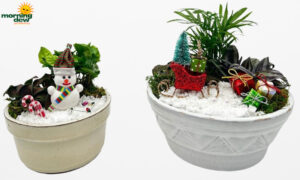 Dish Garden Ceramic Holiday 6 in & 8 in