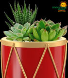 Succulents Holiday Gardens Drum 4.5 in
