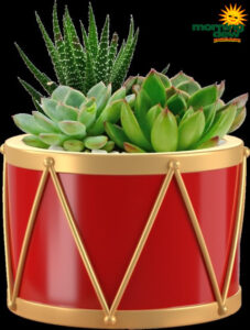 Succulents Holiday Gardens Drum 4.5 in