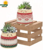Succulents Holiday Gardens Jolly Faces 4.5 in