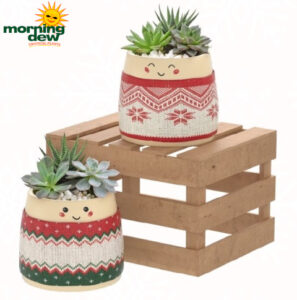 Succulents Holiday Gardens Jolly Faces 4.5 in