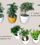 Bonsai Tropical Assorted Harmony 4 in & 6 in