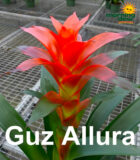 ~Plantstravaganza~Bromeliad Guzmania Allura 5 in