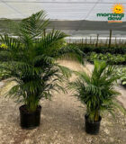 ~Plantstravaganza~Palm Areca 14 in & 10 in