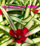 ~Plantstravaganza~Bromeliad Neoregelia Ardie 6 in