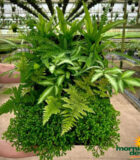Fern Assorted Exotic 4 in