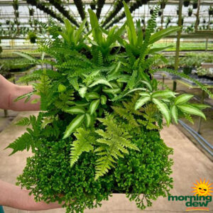 Fern Assorted Exotic 4 in