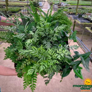 Fern Assorted Exotic 6 in