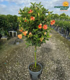 Flowering Hibiscus Standard Orange 14 in