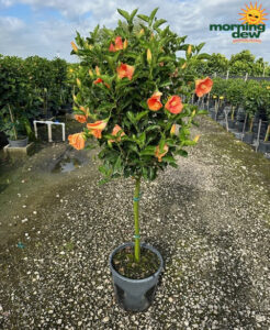 Flowering Hibiscus Standard Orange 14 in