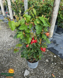 Flowering Passion Vine Red Coccinea 10 in