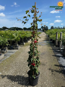Flowering Passion Vine Red Coccinea 14 in